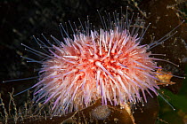 Edible sea urchin (Echinus esculentus), Trondheimsfjord, Norway, July.