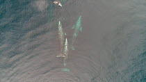 Aerial view of four Grey whales (Eschrichtius robustus) at surface, San Ignacio Lagoon, Baja California, Mexico, 2017.
