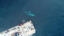 Aerial view of tourists watching a Grey whale (Eschrichtius robustus) from a boat, San Ignacio Lagoon, Baja California, Mexico, 2017.
