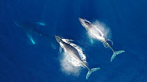Aerial view of four Humpback whales (Megaptera novaeangliae) at surface, blowing then submerging, Gorda Banks, Baja California, Mexico, 2017.