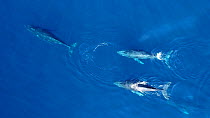 Aerial view of four Humpback whales (Megaptera novaeangliae) at surface, Gorda Banks, Baja California, Mexico, 2017.