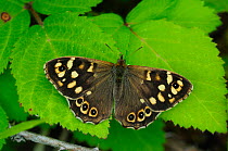 Speckled wood butterfly (Pararge aegeria) at rest, wings open. Dorset, UK June.