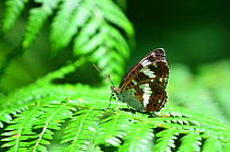 White admiral butterfly (Limenitis camilla) wings closed, at rest. Dorset, UK July.