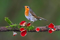 Robin (Erithacus rubecula) on branch with Scarlet elfcup fungus (Sarcoscypha coccinea) spring. Dorset, UK, March.