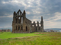 View of Whitby Abbey, North Yorkshire, England, UK. June.