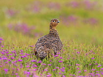 Red grouse  (Lagopus lagopus scotica) North York Moors National Park, Yorkshire, England, UK, June.