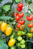 Tomatoes (Solanum lycopersicum)  'Suncherry Smile', and 'Blush Tiger'.
