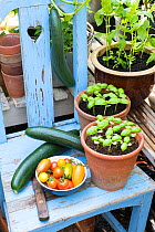 Cucumbers, 'Louisa' F1, Tomatoes (Solanum lycopersicum) including 'Suncherry Smile',  'Green Tiger', 'Blush Tiger',  'Pink Tiger' and pots of sweet basil.