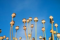 Opium poppy (Papaver somniferum)  dried seedheads.