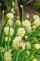 Bumblebees (Bombus sp) nectaring on Welsh Onion (Allium fistulosum) Norfolk, England, UK. June.