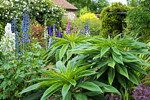 Summer garden with Delphiniums 'Pacific Hybrids' and Echium Pininana foliage. England, UK. June.