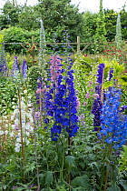 Garden Delphiniums 'Pacific Hybrids' supported by canes. England, UK, June.