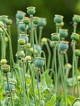 Opium poppy (Papaver somniferum)  seed heads, England, UK, June.