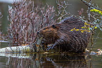 North American beaver (Castor canadensis) eating a fallen Paper Birch tree (Betula papyrifera). Acadia National Park, Maine, USA.
