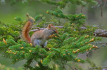 American Red Squirrel (Tamiasciurus hudsonicus). Feeding in fir tree. Acadia National Park, Maine, USA.