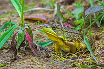 Green Frog (Lithobates clamitans) at the edge of a beaver pond. Acadia National Park, Maine, USA.