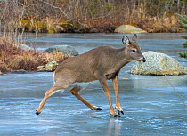 White-tailed Deer (Odocoileus virginianus) sliding on ice. Acadia National Park, Maine, USA.