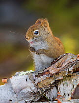 American Red Squirrel (Tamiasciurus hudsonicus) resting on fallen birch tree. Acadia National Park, Maine, USA.