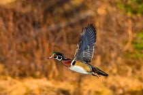 Wood Duck (Aix sponsa). Male in breeding plumage flying at sunset. Acadia National Park, Maine, USA.