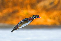 Wood Duck (Aix sponsa) male in breeding plumage landing at sunset on a snow-covered pond in early April. Acadia National Park, Maine, USA.