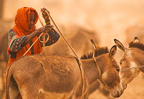 Ouled Rachid tribeswoman with domestic donkeys , Kashkasha village near Zakouma National Park, Chad, 2010.