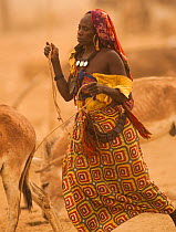 Ouled Rachid tribeswoman with domestic donkeys , Kashkasha village near Zakouma National Park, Chad, 2010.