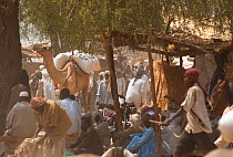 Ouled Rachid tribespeople at market, with domestic camel carrying sacks, Kashkasha village near Zakouma National Park, Chad, 2010.
