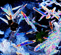 Sheet ice crystals viewed by polarised light.