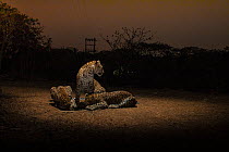 Leopard (Panthera pardus fusca) family at artificial waterhole at night. Aarey Milk Colony in unofficial buffer zone of Sanjay Gandhi National Park, Mumbai, India. January 2016