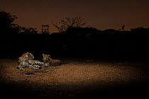 Leopard (Panthera pardus fusca) family at artificial waterhole at night. Aarey Milk Colony in unofficial buffer zone of Sanjay Gandhi National Park, Mumbai, India. January 2016