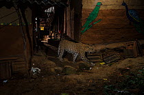 Leopard (Panthera pardus fusca) walking in alley between houses. Aarey Milk Colony in unofficial buffer zone of Sanjay Gandhi National Park, Mumbai, India. April 2016.