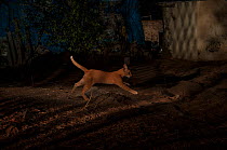 Domestic cat  running in alley between houses. Aarey Milk Colony, unofficial buffer zone of Sanjay Gandhi National Park, Mumbai, India. January 2016.