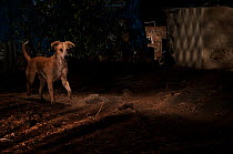 Domestic dog in alley between houses. Aarey Milk Colony, unofficial buffer zone of Sanjay Gandhi National Park, Mumbai, India. January 2016