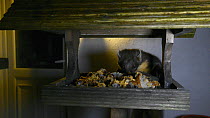Female Pine marten (Martes martes) feeding from a bird table outside a bed and breakfast at night, Knapdale, Argyll, Scotland, UK, October.
