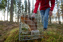 Becky Priestley, Wildlife Officer with Trees for Life, with Red squirrel (Sciurus vulgaris) caught in cage trap as part of reintroduction to the north west Highlands, Moray, Scotland, UK. Winner of th...