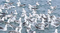 Large group of Fulmars (Fulmarus glacialis) feeding from a fish processing plant outfall, Grundafjordur, Iceland, March.