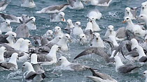 Slow motion close-up of a large group of Fulmars (Fulmarus glacialis) feeding from a fish processing plant outfall, Grundafjordur, Iceland, March.
