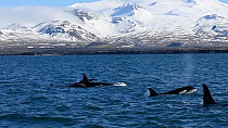 Pod of Killer whales (Orcinus orca) at surface, Grundarfjordur, Iceland, March.