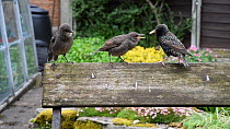 Common starling (Sturnus vulgaris) feeding chicks perched on a bench, Greater Manchester, England, UK, May.