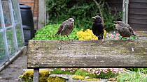 Common starling (Sturnus vulgaris) feeding chicks perched on a bench, Greater Manchester, England, UK, May.