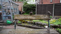 Wide-angle shot of a Common starling (Sturnus vulgaris) feeding chicks perched on a bench, Greater Manchester, England, UK, May.