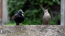 Common starling (Sturnus vulgaris) feeding chick perched on a bench, Greater Manchester, England, UK, May.