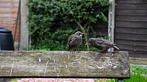 Common starling (Sturnus vulgaris) feeding chick perched on a bench, another arrives and begs for food, Greater Manchester, England, UK, May.
