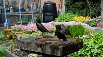 Common starling (Sturnus vulgaris) feeding juvenile perched on a bird bath, with others nearby, Greater Manchester, England, UK, May.
