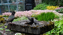 Group of Common starlings (Sturnus vulgaris) drinking from and bathing in a bird bath, Greater Manchester, England, UK, May.