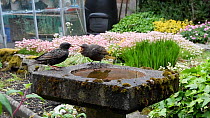 Common starling (Sturnus vulgaris) feeding juvenile perched on a bird bath, Greater Manchester, England, UK, May.