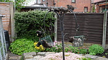 Group of Common starlings (Sturnus vulgaris) feeding from a bird feeder, with an adult feeding juveniles perched on the top, Greater Manchester, England, UK, May.