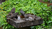 Group of Common starlings (Sturnus vulgaris) bathing in and drinking from a bird bath, Greater Manchester, England, UK, May.