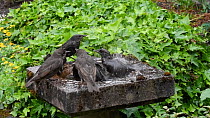 Slow motion clip of a group of Common starlings (Sturnus vulgaris) bathing in a bird bath, Greater Manchester, England, UK, May.