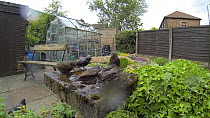 Slow motion shot of a group of Common starlings (Sturnus vulgaris) bathing in a garden pond, Greater Manchester, England, UK, May.